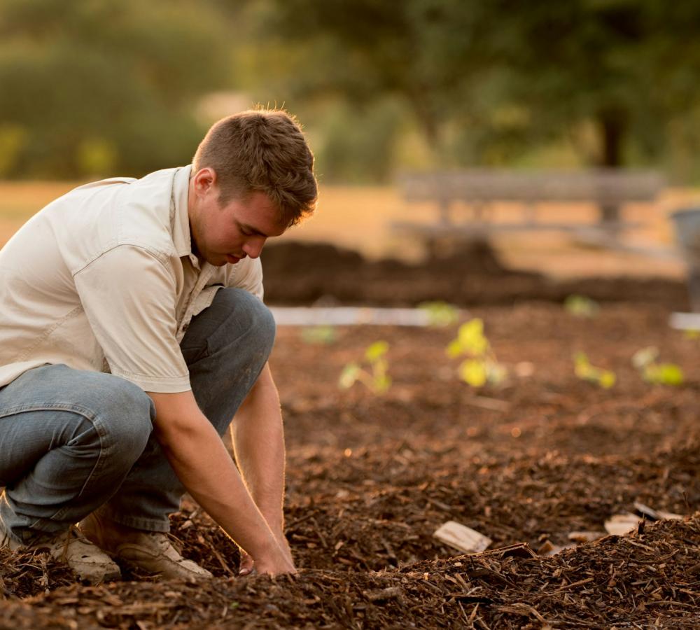 Compost