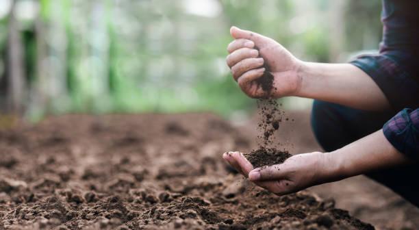 Hands with compost